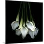 White Callas-Magda Indigo-Mounted Photographic Print