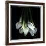 White Callas-Magda Indigo-Framed Photographic Print