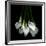 White Callas-Magda Indigo-Framed Photographic Print