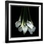 White Callas-Magda Indigo-Framed Photographic Print