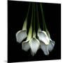 White Callas-Magda Indigo-Mounted Photographic Print