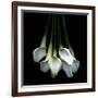 White Callas-Magda Indigo-Framed Photographic Print