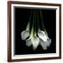 White Callas-Magda Indigo-Framed Photographic Print