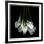 White Callas-Magda Indigo-Framed Photographic Print