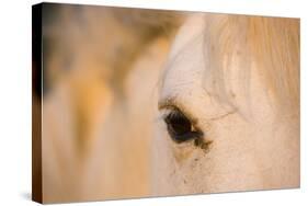 White Camargue Horse Close-Up of Head, Camargue, France, May 2009-Allofs-Stretched Canvas