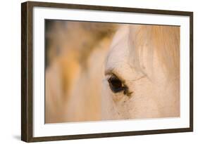 White Camargue Horse Close-Up of Head, Camargue, France, May 2009-Allofs-Framed Photographic Print