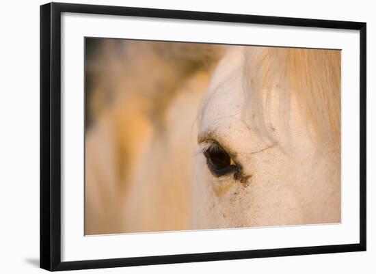 White Camargue Horse Close-Up of Head, Camargue, France, May 2009-Allofs-Framed Photographic Print