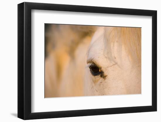 White Camargue Horse Close-Up of Head, Camargue, France, May 2009-Allofs-Framed Photographic Print