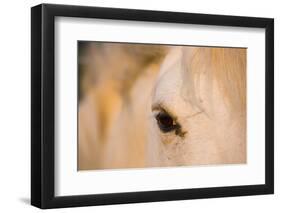 White Camargue Horse Close-Up of Head, Camargue, France, May 2009-Allofs-Framed Photographic Print