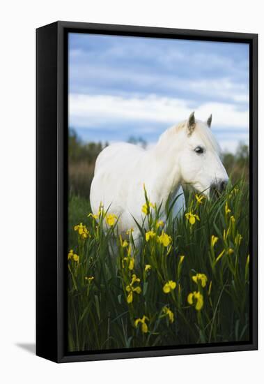 White Camargue Horse Grazing Amongst Yellow Flag Irises, Camargue, France, April 2009-Allofs-Framed Stretched Canvas