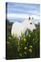 White Camargue Horse Grazing Amongst Yellow Flag Irises, Camargue, France, April 2009-Allofs-Stretched Canvas