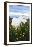 White Camargue Horse Grazing Amongst Yellow Flag Irises, Camargue, France, April 2009-Allofs-Framed Premium Photographic Print