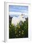 White Camargue Horse Grazing Amongst Yellow Flag Irises, Camargue, France, April 2009-Allofs-Framed Premium Photographic Print