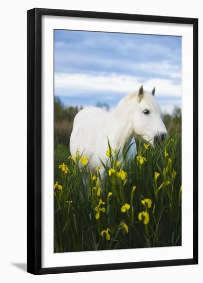 White Camargue Horse Grazing Amongst Yellow Flag Irises, Camargue, France, April 2009-Allofs-Framed Premium Photographic Print