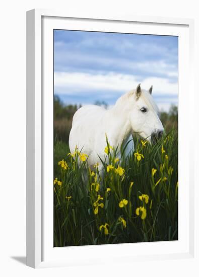 White Camargue Horse Grazing Amongst Yellow Flag Irises, Camargue, France, April 2009-Allofs-Framed Premium Photographic Print