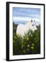 White Camargue Horse Grazing Amongst Yellow Flag Irises, Camargue, France, April 2009-Allofs-Framed Premium Photographic Print