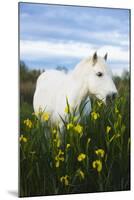 White Camargue Horse Grazing Amongst Yellow Flag Irises, Camargue, France, April 2009-Allofs-Mounted Premium Photographic Print