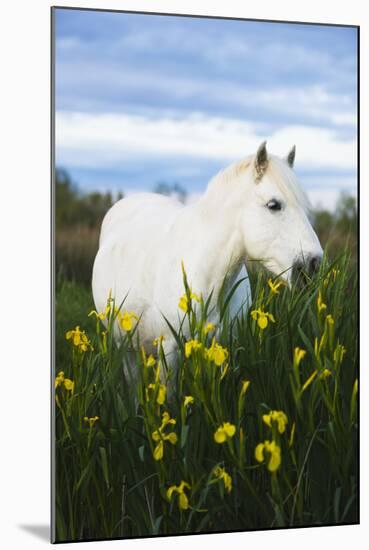 White Camargue Horse Grazing Amongst Yellow Flag Irises, Camargue, France, April 2009-Allofs-Mounted Premium Photographic Print