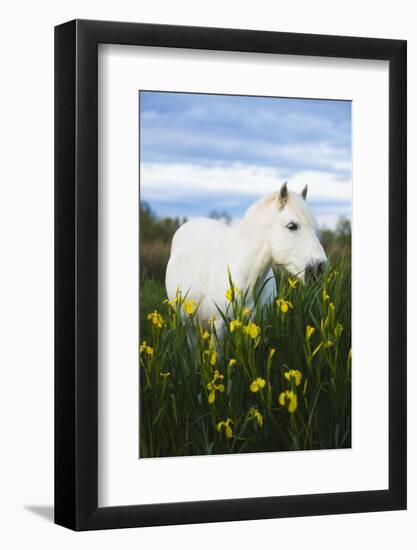 White Camargue Horse Grazing Amongst Yellow Flag Irises, Camargue, France, April 2009-Allofs-Framed Photographic Print