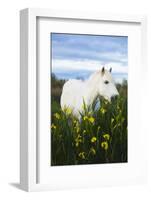 White Camargue Horse Grazing Amongst Yellow Flag Irises, Camargue, France, April 2009-Allofs-Framed Photographic Print