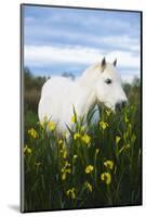 White Camargue Horse Grazing Amongst Yellow Flag Irises, Camargue, France, April 2009-Allofs-Mounted Photographic Print