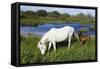 White Camargue Horse, Mare with Brown Foal, Camargue, France, April 2009-Allofs-Framed Stretched Canvas
