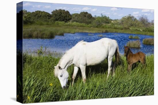 White Camargue Horse, Mare with Brown Foal, Camargue, France, April 2009-Allofs-Stretched Canvas