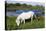 White Camargue Horse, Mare with Brown Foal, Camargue, France, April 2009-Allofs-Stretched Canvas