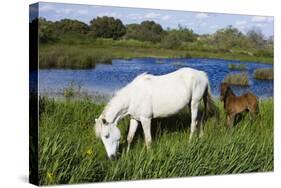 White Camargue Horse, Mare with Brown Foal, Camargue, France, April 2009-Allofs-Stretched Canvas
