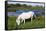 White Camargue Horse, Mare with Brown Foal, Camargue, France, April 2009-Allofs-Framed Stretched Canvas