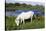 White Camargue Horse, Mare with Brown Foal, Camargue, France, April 2009-Allofs-Stretched Canvas