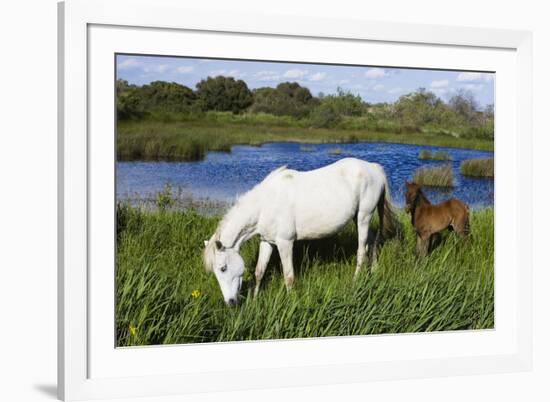 White Camargue Horse, Mare with Brown Foal, Camargue, France, April 2009-Allofs-Framed Photographic Print