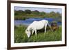 White Camargue Horse, Mare with Brown Foal, Camargue, France, April 2009-Allofs-Framed Photographic Print