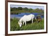 White Camargue Horse, Mare with Brown Foal, Camargue, France, April 2009-Allofs-Framed Photographic Print