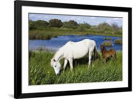 White Camargue Horse, Mare with Brown Foal, Camargue, France, April 2009-Allofs-Framed Photographic Print