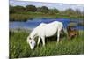 White Camargue Horse, Mare with Brown Foal, Camargue, France, April 2009-Allofs-Mounted Photographic Print