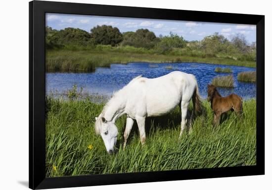 White Camargue Horse, Mare with Brown Foal, Camargue, France, April 2009-Allofs-Framed Photographic Print