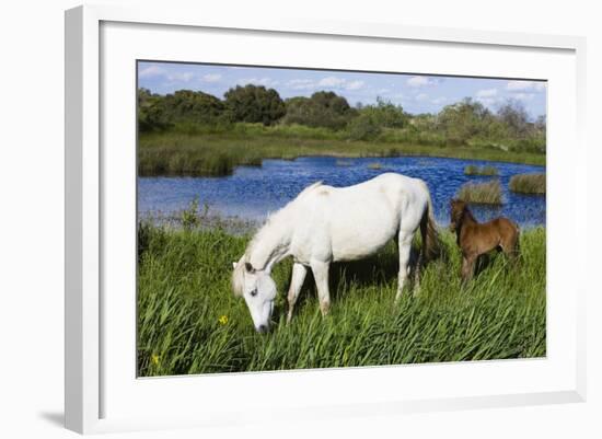 White Camargue Horse, Mare with Brown Foal, Camargue, France, April 2009-Allofs-Framed Photographic Print