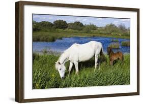 White Camargue Horse, Mare with Brown Foal, Camargue, France, April 2009-Allofs-Framed Photographic Print