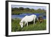 White Camargue Horse, Mare with Brown Foal, Camargue, France, April 2009-Allofs-Framed Photographic Print