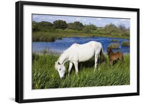 White Camargue Horse, Mare with Brown Foal, Camargue, France, April 2009-Allofs-Framed Photographic Print