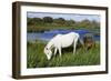 White Camargue Horse, Mare with Brown Foal, Camargue, France, April 2009-Allofs-Framed Photographic Print