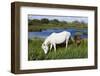 White Camargue Horse, Mare with Brown Foal, Camargue, France, April 2009-Allofs-Framed Photographic Print