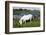 White Camargue Horse, Mare with Brown Foal, Camargue, France, April 2009-Allofs-Framed Photographic Print