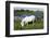 White Camargue Horse, Mare with Brown Foal, Camargue, France, April 2009-Allofs-Framed Photographic Print
