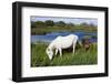 White Camargue Horse, Mare with Brown Foal, Camargue, France, April 2009-Allofs-Framed Photographic Print