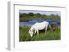 White Camargue Horse, Mare with Brown Foal, Camargue, France, April 2009-Allofs-Framed Photographic Print