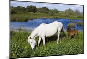 White Camargue Horse, Mare with Brown Foal, Camargue, France, April 2009-Allofs-Mounted Photographic Print