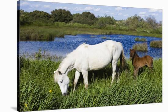 White Camargue Horse, Mare with Brown Foal, Camargue, France, April 2009-Allofs-Stretched Canvas