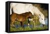 White Camargue Horse, Mother with Brown Foal, Camargue, France, April 2009-Allofs-Framed Stretched Canvas